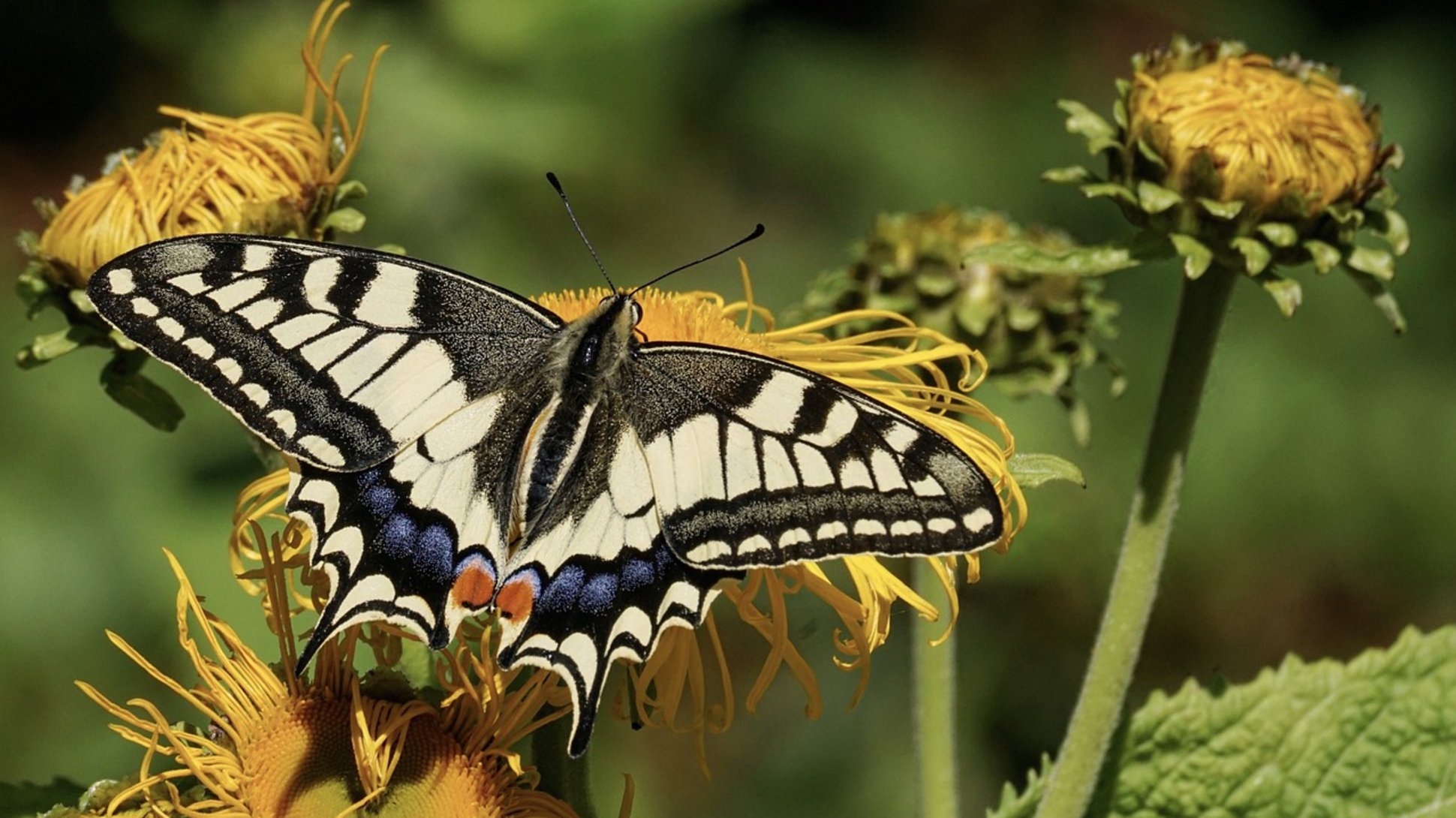 Der Schwalbenschwanz ist ein häufiger Tagfalter in unseren heimischen Gärten.