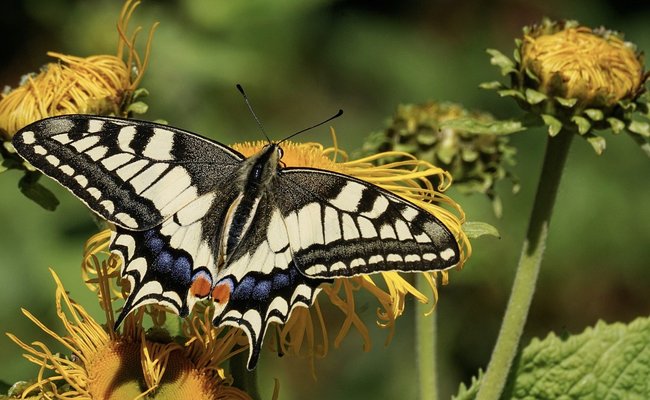 Der Schwalbenschwanz ist ein häufiger Tagfalter in unseren heimischen Gärten.