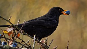 Sie sehen einen Vogel, der eine Beere frisst.