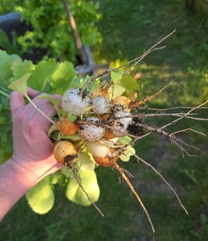 Ein Bund frisch geernteter Radiesschen wird von einer Hand in die Höhe gehalten.