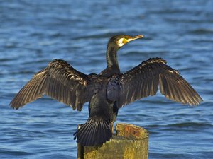 Ein Wasservogel trocknet sein Gefieder an einem See.