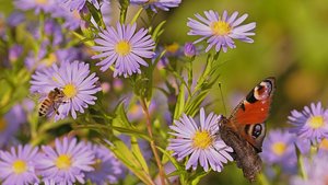Sie sehen die Blüten der Herbstaster mit einem Schmetterling.