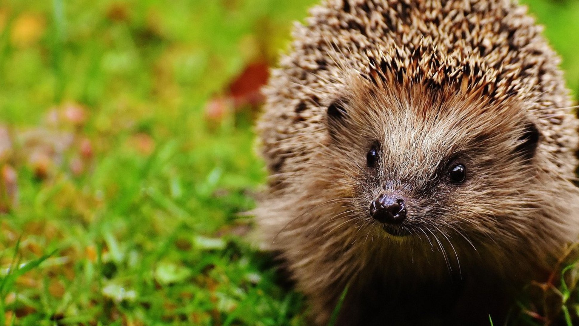 Sie sehen einen Igel im Gras.