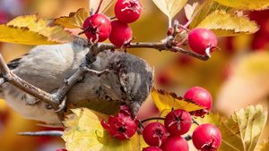 Sie sehen einen Spatz, der in einer Weißdorn-Hecke sitzt.