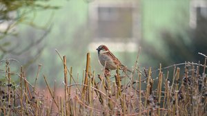 Sie sehen einen Vogel in einer Hecke.
