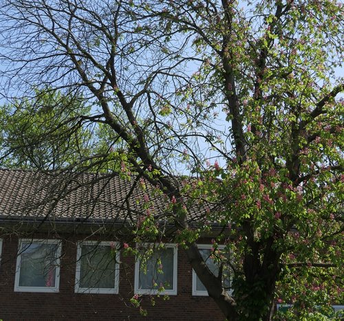 Baum vor einem Gebäude