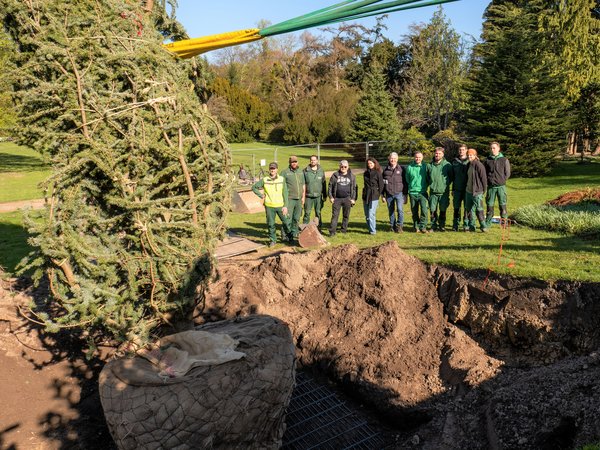 Ein liegender Baum vor einer Pflanzgrube, dahinter mehrere Personen