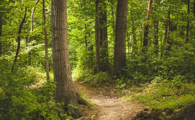 Weg durch den Wald