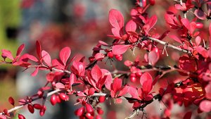 Dies ist das Bild einer Berberitze.