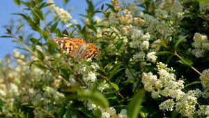 Sie sehen eine Ligusterhecke.
