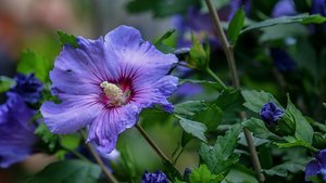 Sie sehen eine Hibiskusblüte.