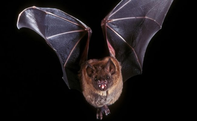 Sie sehen eine fliegende Fledermaus.
