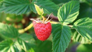 Sie sehen eine Himbeere in einer Himbeerhecke.