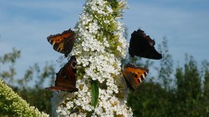 Schmetterlingsflieder