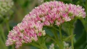 Sie sehen die Blüten der Fetthenne.
