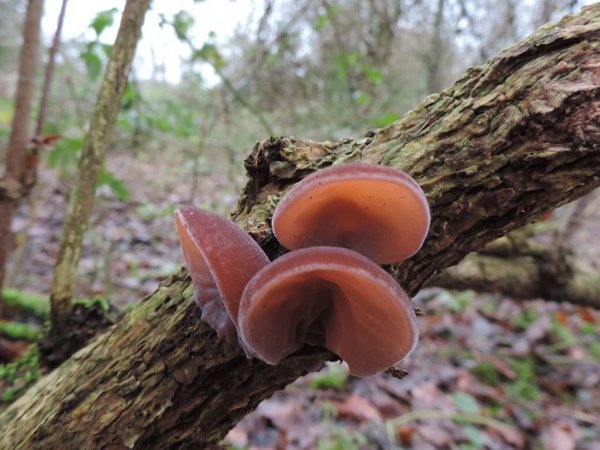 Pilze an einem Baum