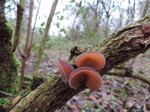 Pilze an einem Baum