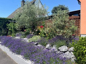 zeigt einen insektenfreundlichen Vorgarten