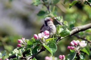 Spatz auf einem blühenden Baum