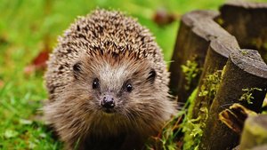 Sie sehen einen Igel im Garten.