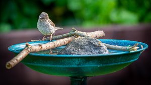 Sie sehen eine Vogeltränke mit einem Vogel.