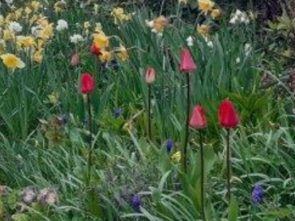 Beet mit Frühlingsblumen