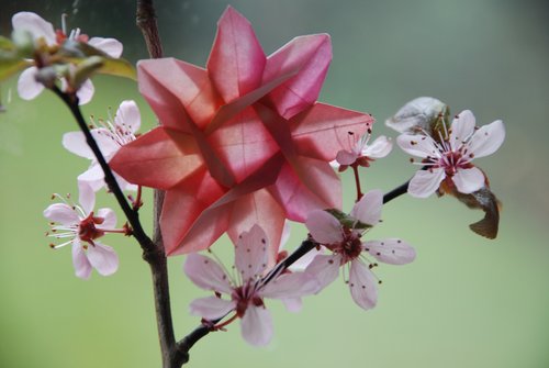 Papierblüte in einem Kirschblüte-Zweig