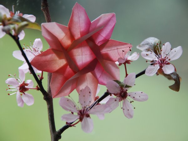 Papierblüte in einem Kirschblüte-Zweig