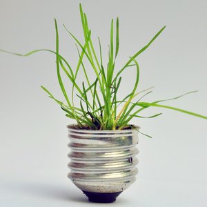 Sie sehen eine Glühbirne, aus der eine Pflanze wächst.