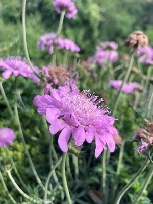 violette Blume in Wiese