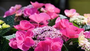 Sie sehen die Blüten einer Hortensie.