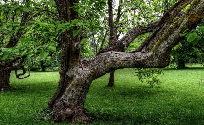 Knorriger Baum im Park