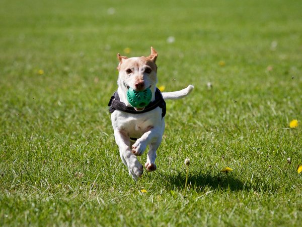 Hund mit Ball im Maul läuft auf einer Wiese