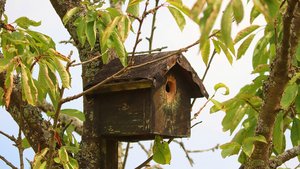 Sie sehen eine Nisthilfe für Vögel.