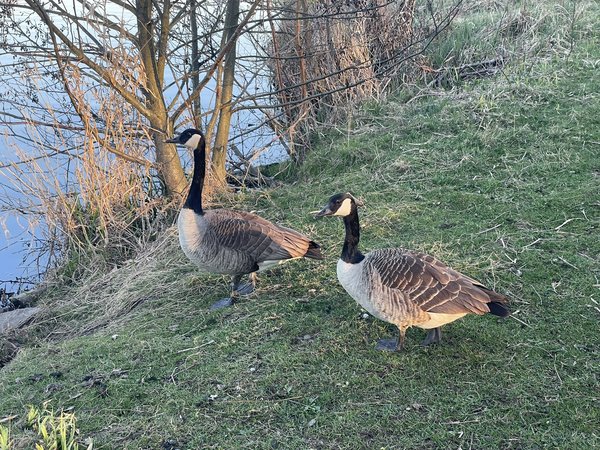 Zwei Gänse auf einer Wiese an einem Gewässer