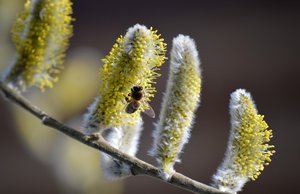Sie sehen die Blüten der Sal-Weide.