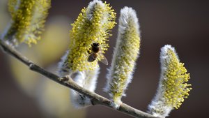 Sie sehen die Blüten der Sal-Weide.