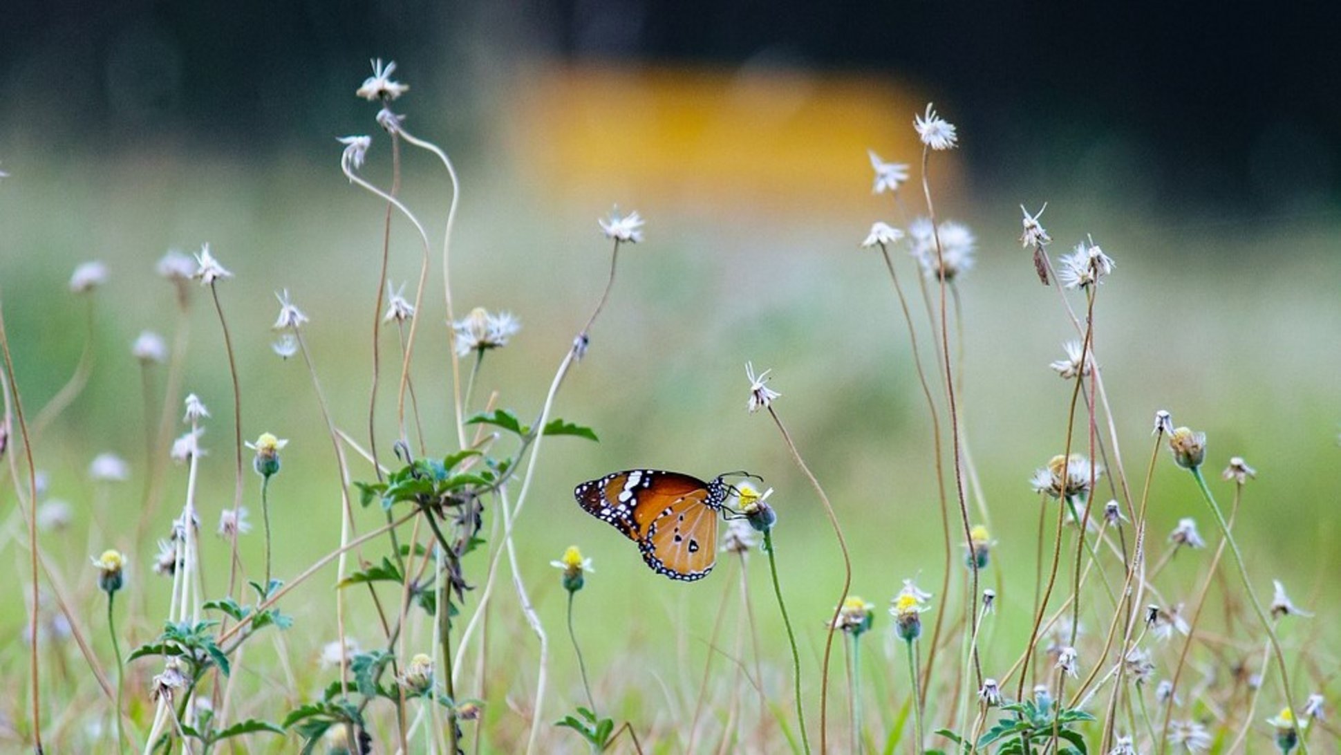 Nahaufnahme einer Blumenwiese mit Schmetterling