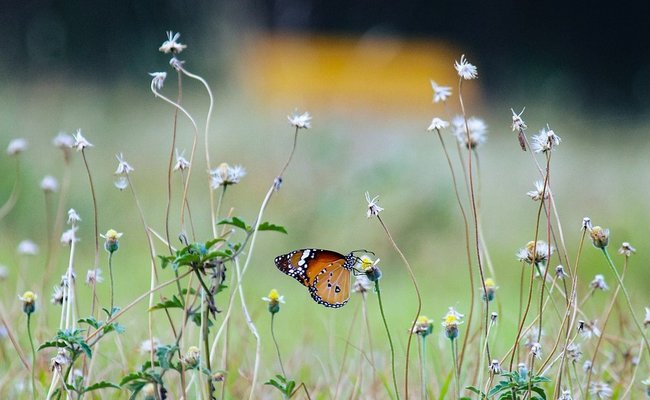 Nahaufnahme einer Blumenwiese mit Schmetterling