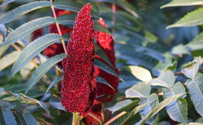 Es ist ein Essigbaum zu sehen