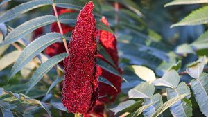 Es ist ein Essigbaum zu sehen