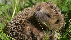 Sie sehen einen schlafenden Igel.