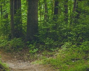 Man sieht einen kleinen Ausschnitt eines Waldweges