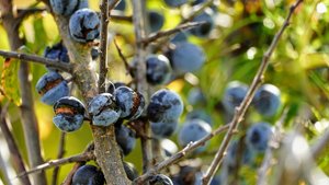 Sie sehen eine Schlehenhecke mit Früchten.