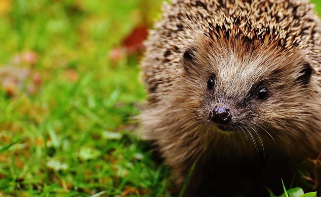 Sie sehen einen Igel im Gras.