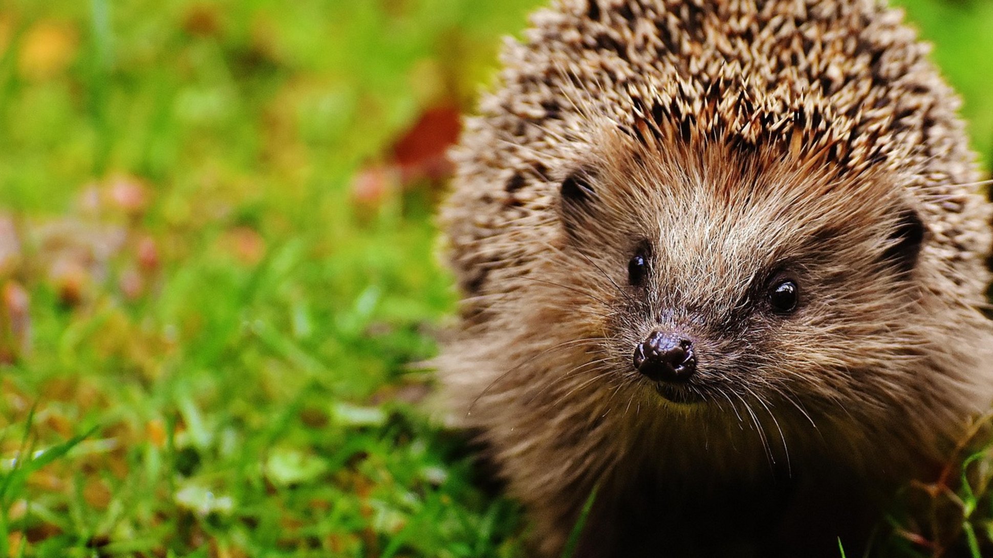 Sie sehen einen Igel im Gras.