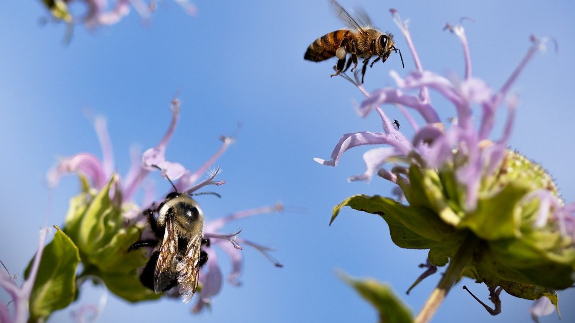 Das Bild zeigt Bienen bei der Bestäubung.