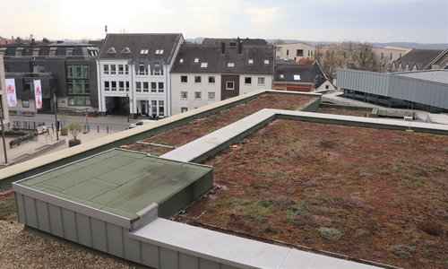 Blick auf ein begrüntes Dach