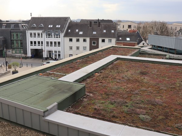 Blick auf ein begrüntes Dach