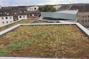 Begrüntes Ratinger Rathausdach